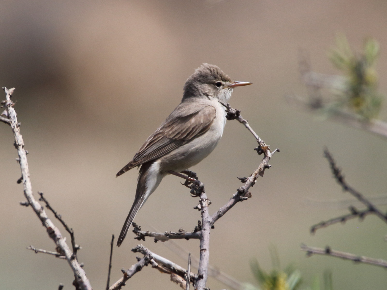 image Upcher's Warbler